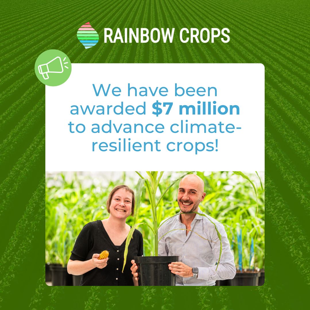 Rainbow Crops receives $7 million Gates Foundation grant for climate-resilient crop research