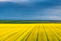 Grupa Azoty introduces sulphur-based fertilizer as it reinforces core business