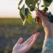 BASF launches Zorina fungicide to combat white mold in U.S. soybeans, dry beans and canola