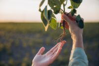 BASF launches Zorina fungicide to combat white mold in U.S. soybeans, dry beans and canola