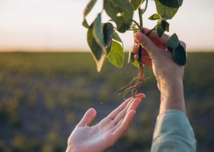 BASF launches Zorina fungicide to combat white mold in U.S. soybeans, dry beans and canola