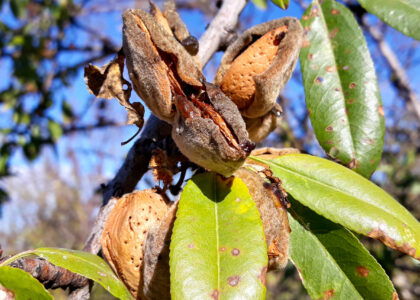 Alternaria disease spreads across California almond orchards as growers brace for 2026 pressure
