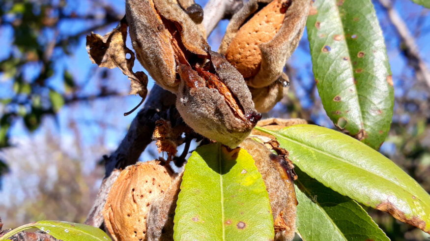 Alternaria disease spreads across California almond orchards as growers brace for 2026 pressure