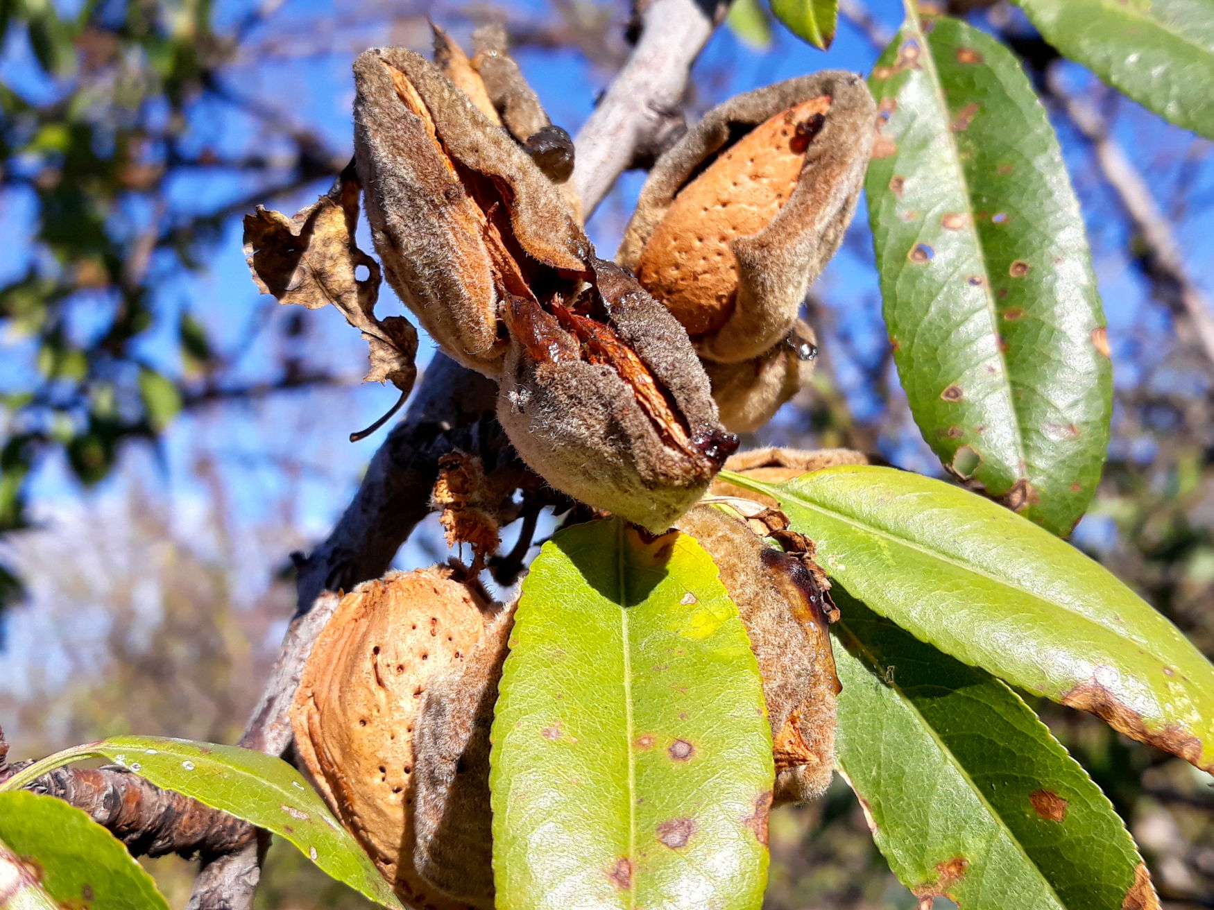 Alternaria disease spreads across California almond orchards as growers brace for 2026 pressure