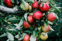 Root-lesion nematode detected in Brazilian apple and grape crops for the first time