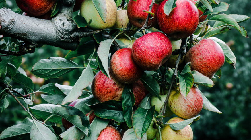 Root-lesion nematode detected in Brazilian apple and grape crops for the first time