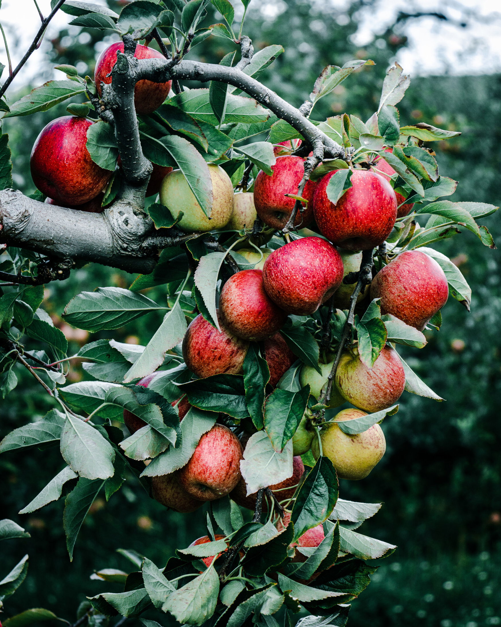 Root-lesion nematode detected in Brazilian apple and grape crops for the first time