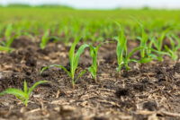 FMC secures first dual-mode herbicide classification for rimisoxafen