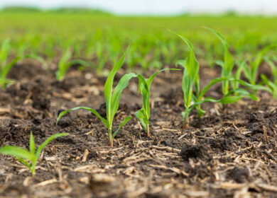 FMC secures first dual-mode herbicide classification for rimisoxafen