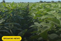 Beck’s acquires rights to SOYLEIC soybean trait