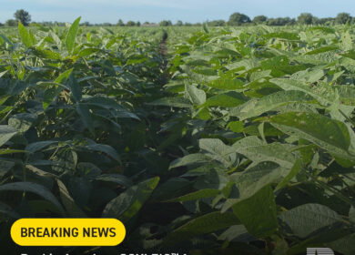 Beck’s acquires rights to SOYLEIC soybean trait