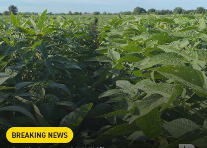 Beck’s acquires rights to SOYLEIC soybean trait