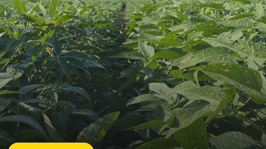 Beck’s acquires rights to SOYLEIC soybean trait