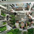 Canopii aims to prove small autonomous greenhouses can succeed where indoor farms failed