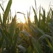 Resurrect Bio and Corteva target corn disease losses with gene-editing collaboration