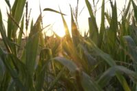 Resurrect Bio and Corteva target corn disease losses with gene-editing collaboration
