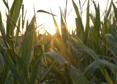 Resurrect Bio and Corteva target corn disease losses with gene-editing collaboration