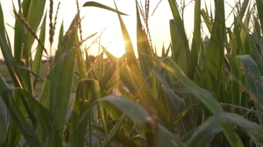 Resurrect Bio and Corteva target corn disease losses with gene-editing collaboration