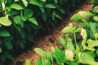 SBM Life Science and Harpe Bioherbicide Solutions sign development agreement on natural weed control products