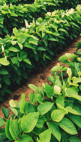 SBM Life Science and Harpe Bioherbicide Solutions sign development agreement on natural weed control products