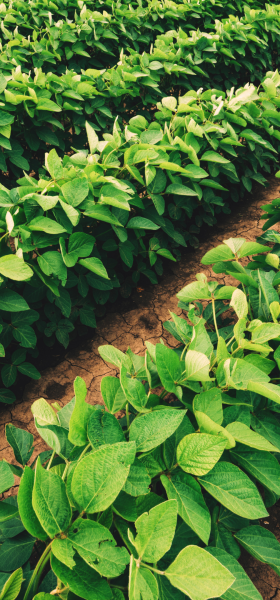 SBM Life Science and Harpe Bioherbicide Solutions sign development agreement on natural weed control products