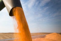 India set to expand regional corn exports as supplies surge