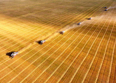 Kazakhstan wheat exports near record as feed flour shipments to China surge