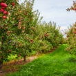 MyLand introduces crop warranty program guaranteeing minimum returns for apple, pistachio and almond growers