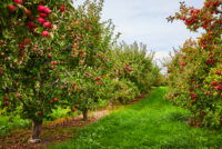 MyLand introduces crop warranty program guaranteeing minimum returns for apple, pistachio and almond growers