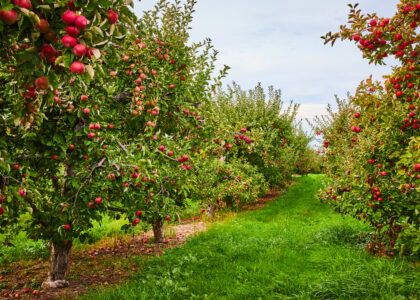 MyLand introduces crop warranty program guaranteeing minimum returns for apple, pistachio and almond growers