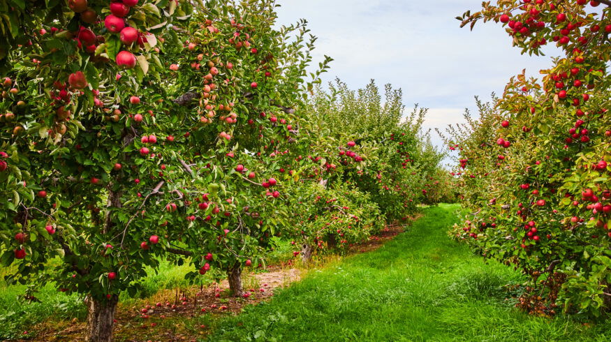MyLand introduces crop warranty program guaranteeing minimum returns for apple, pistachio and almond growers