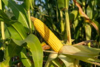DeKalb may launch 30 new corn hybrids for 2026 season
