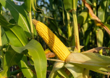DeKalb may launch 30 new corn hybrids for 2026 season