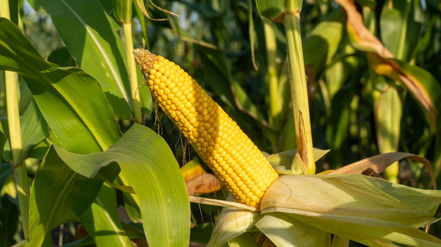 DeKalb may launch 30 new corn hybrids for 2026 season