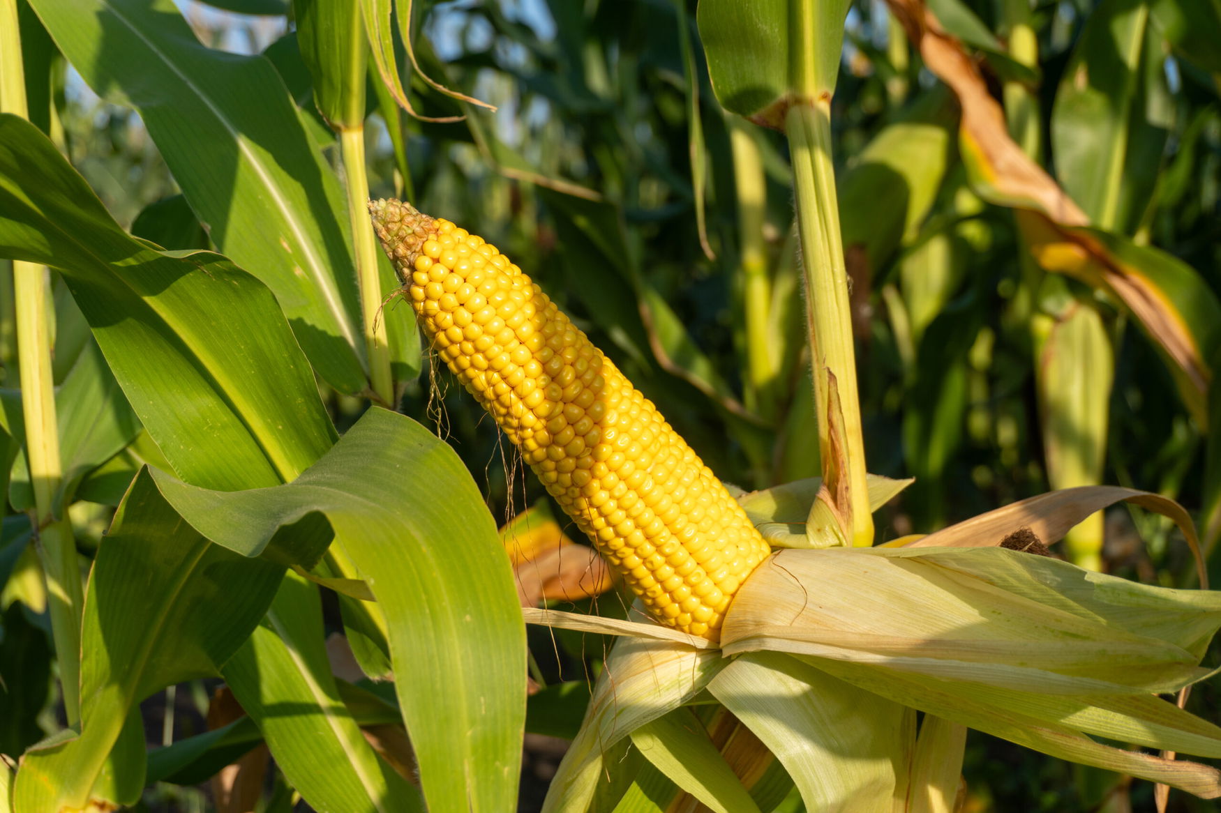 DeKalb may launch 30 new corn hybrids for 2026 season