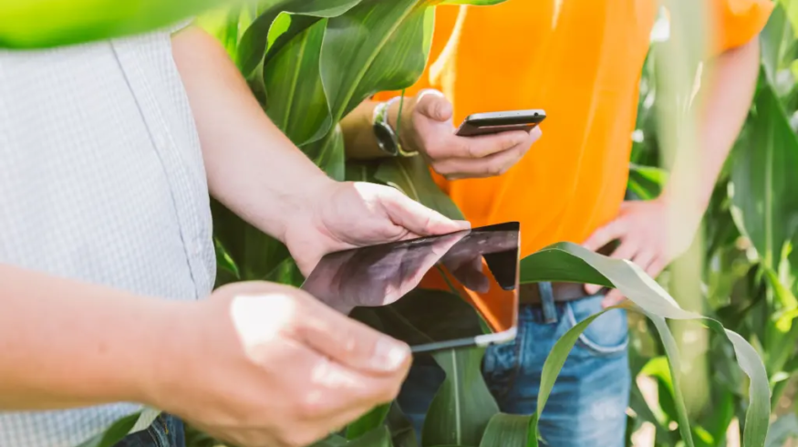 KWS deepens AI tie-up with Agvolution to sharpen farm-level decisions