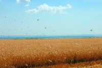 Russia warns of potential locust invasion across five regions