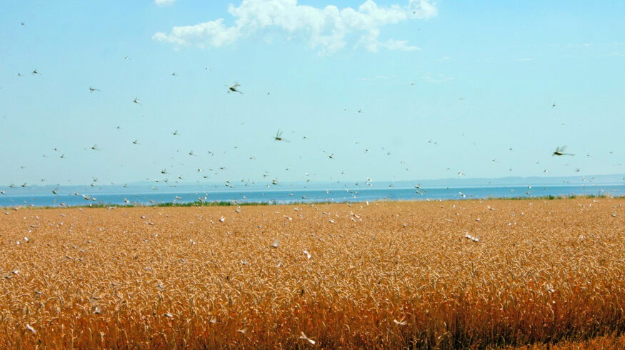 Russia warns of potential locust invasion across five regions