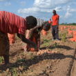 Zambia launches soil partnership and farmer training program to educate local farmers