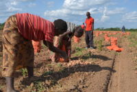 Zambia launches soil partnership and farmer training program to educate local farmers