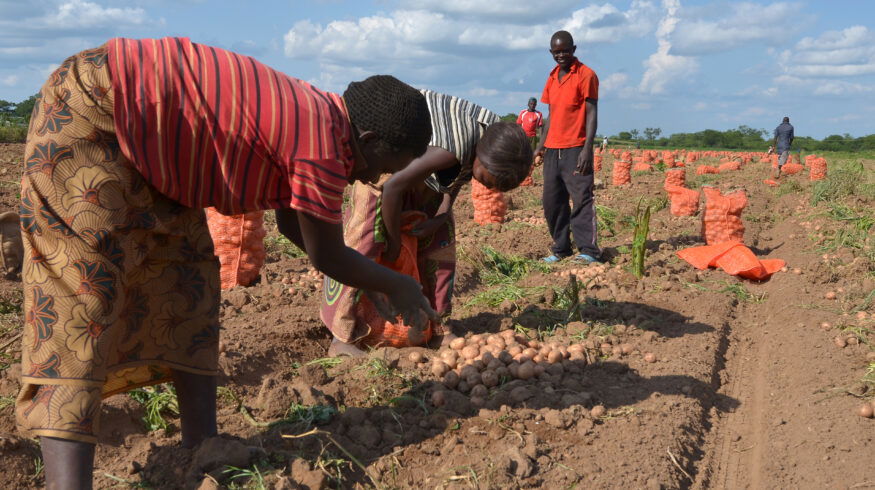 Zambia launches soil partnership and farmer training program to educate local farmers