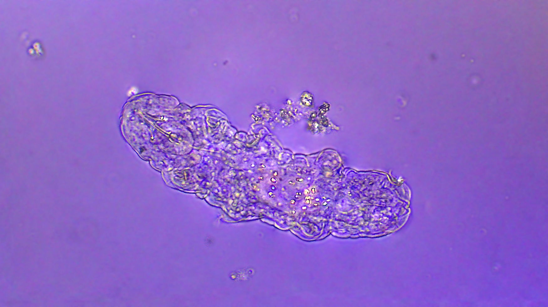 Micro organism - Tardigrade (water bear), polarized light, magnification 40x