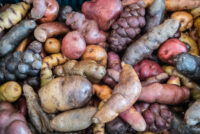 Peru defines rules for gene-edited crops under GMO moratorium