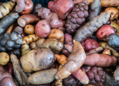 Peru defines rules for gene-edited crops under GMO moratorium