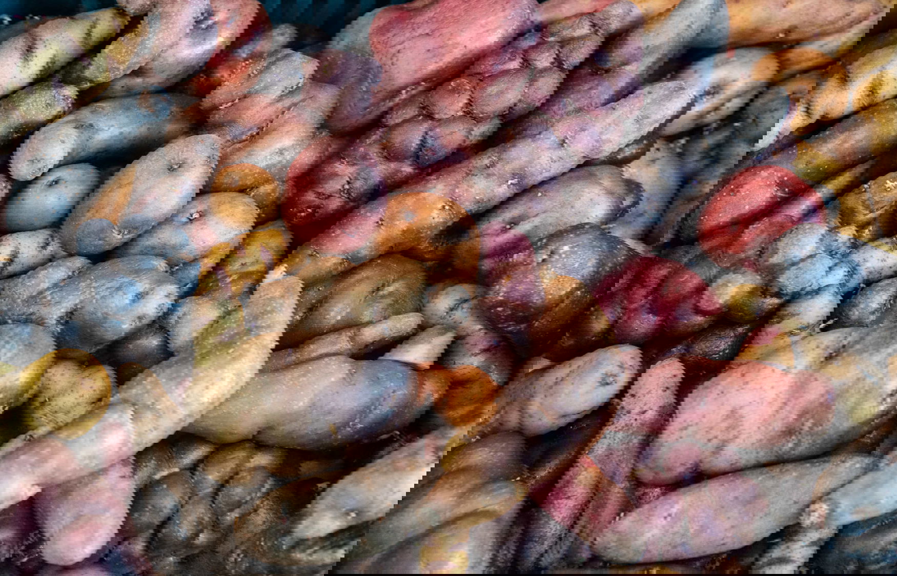 Peru defines rules for gene-edited crops under GMO moratorium