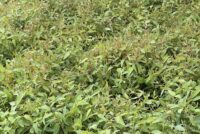 Bio-Gene signs term sheet with Sumitomo and Nakashima for Japan household insecticide products