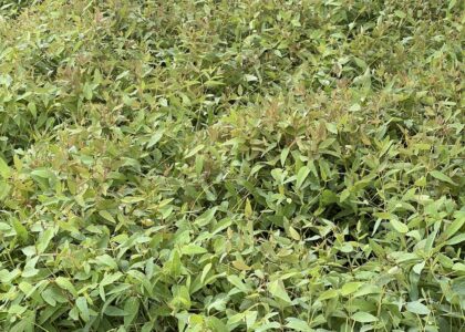 Bio-Gene signs term sheet with Sumitomo and Nakashima for Japan household insecticide products