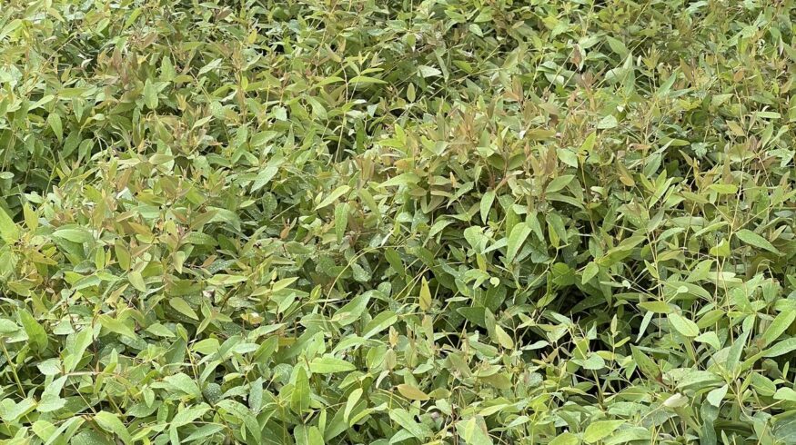 Bio-Gene signs term sheet with Sumitomo and Nakashima for Japan household insecticide products