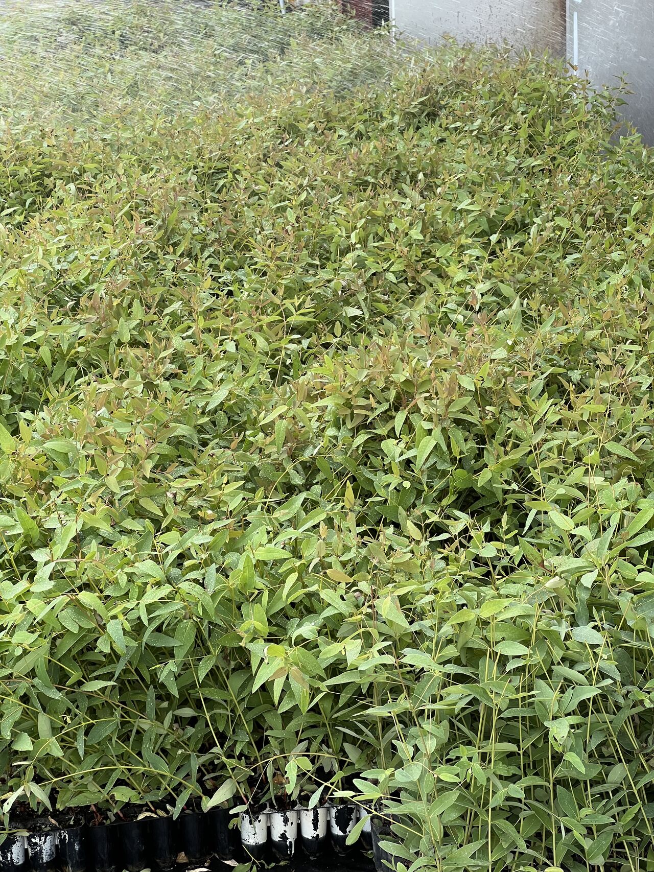 Bio-Gene signs term sheet with Sumitomo and Nakashima for Japan household insecticide products