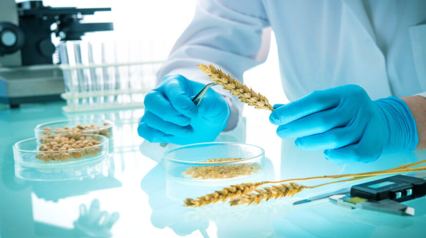 Argentina revamps GMO rules to speed biotech approvals amid rising global competition